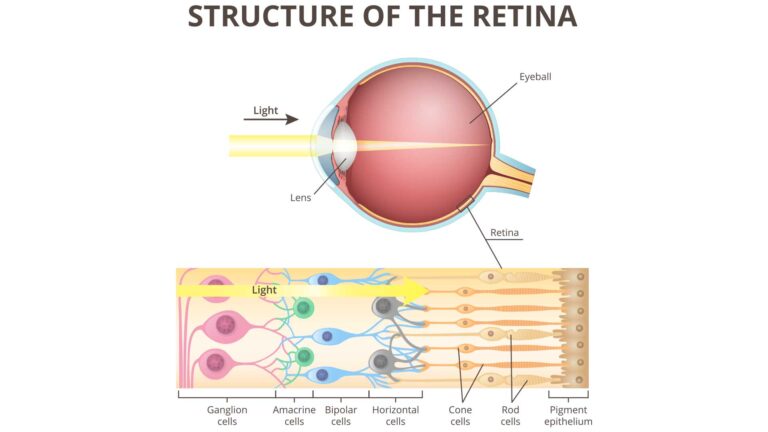 blog-image-structure-of-the-retina